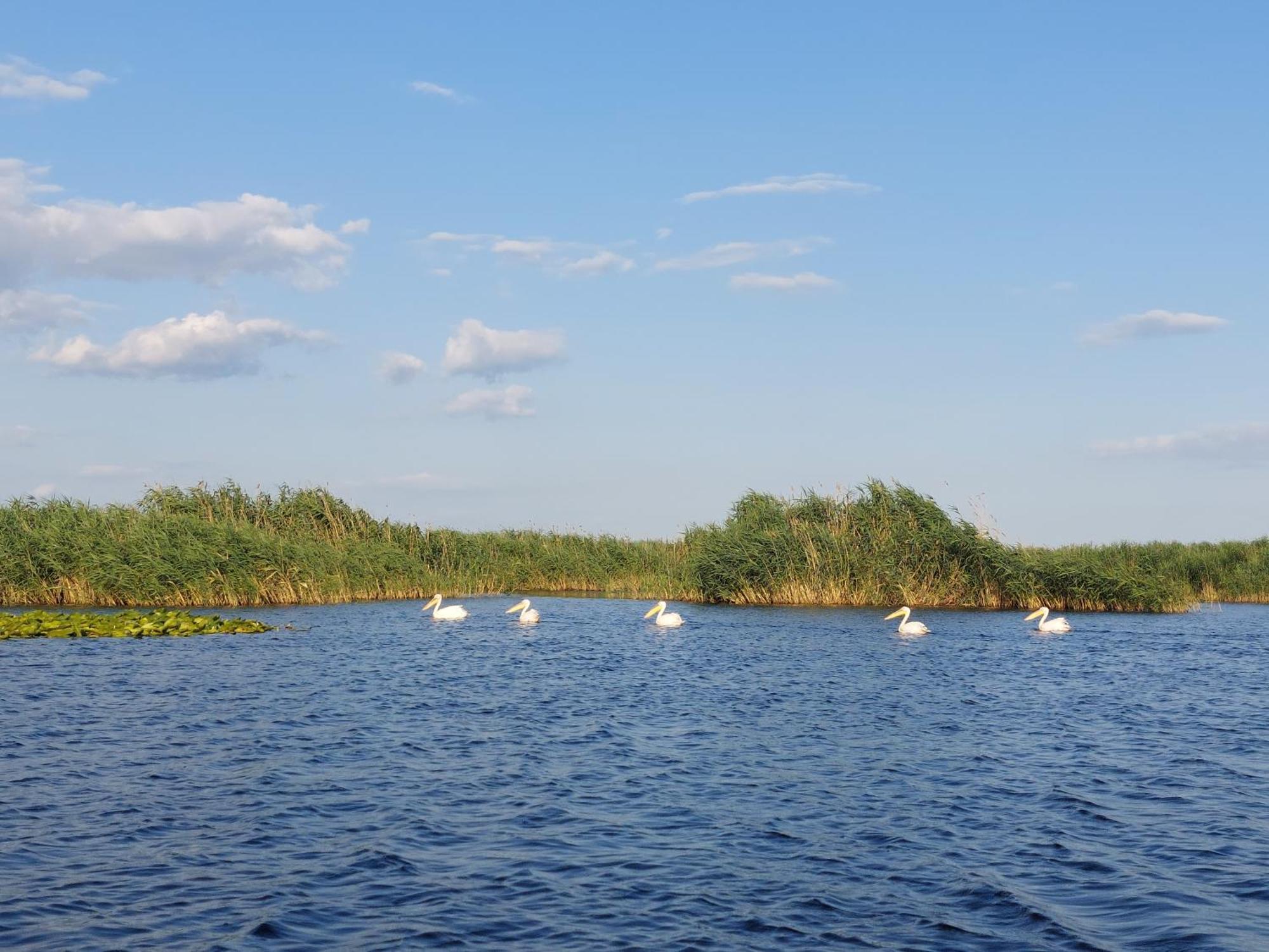 Pensiunea Paradiso Sarinasuf Экстерьер фото
